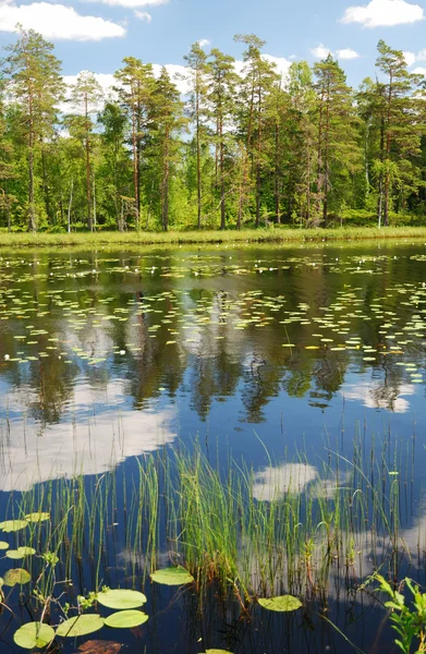 Лесное озеро летом Скандинавия — стоковое фото
