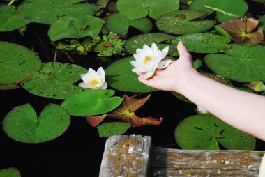 Female hand with a water lily against the lake clipart