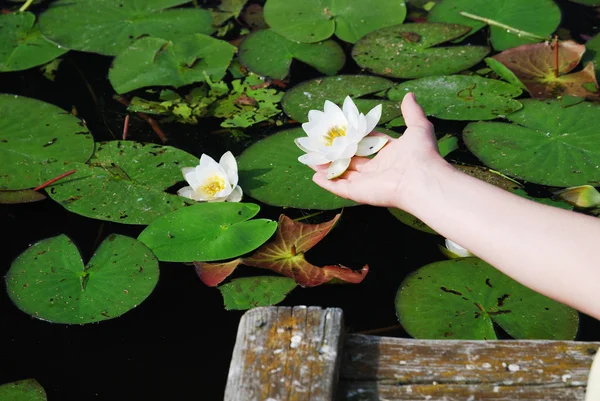 stock image Female hand with a water lily against the lake