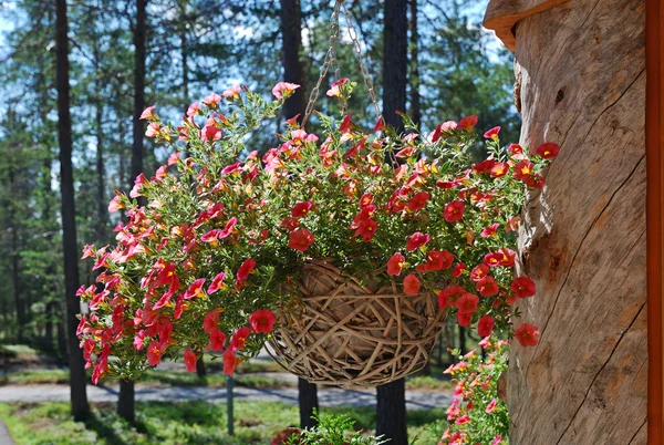 Vaso da fiori appeso con petunia sul grande tronco screpolato . — Foto Stock