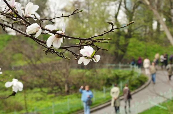 봄 도시 공원에서 꽃 목련 — 스톡 사진