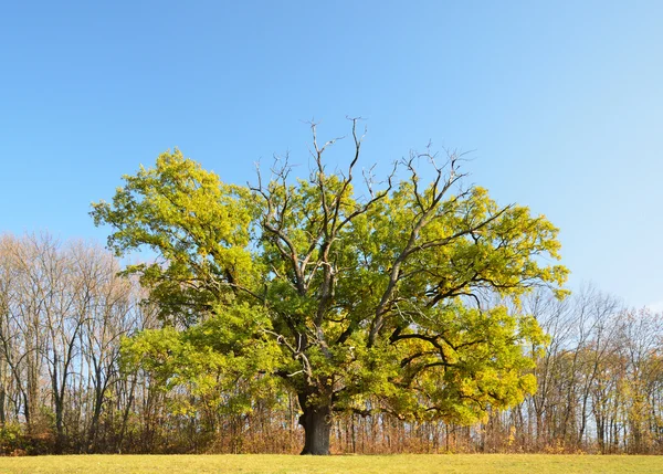 Один дуб на осенней поляне Софиевского парка . — стоковое фото