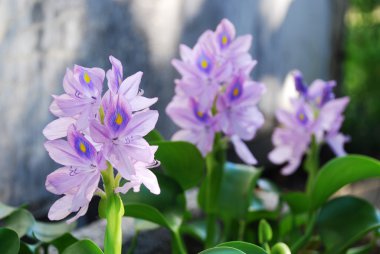 bulanık flowerbed karşı nazik leylak önümüzdeki