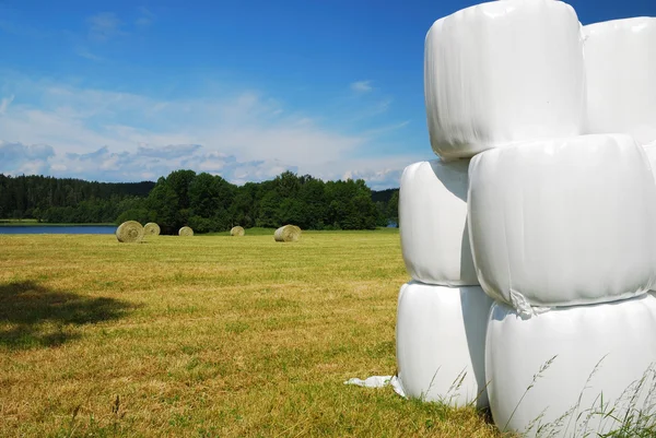 Собранное поле с упакованными тюками соломы — стоковое фото