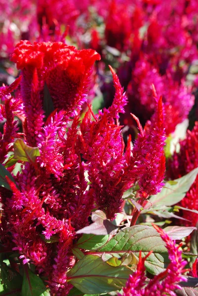 Solbelysta lila blomsterrabatt — Stockfoto
