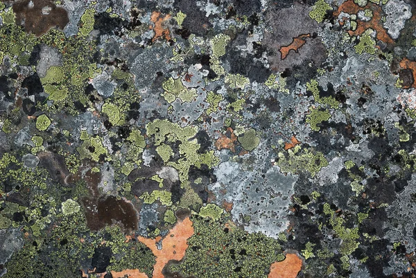Pedra de superfície com musgo de muitas cores — Fotografia de Stock