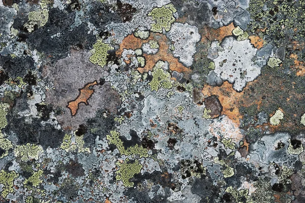 Many-coloured mossy pattern on the arctic rock — Stock Photo, Image
