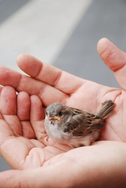 stock image Baby bird in male palms