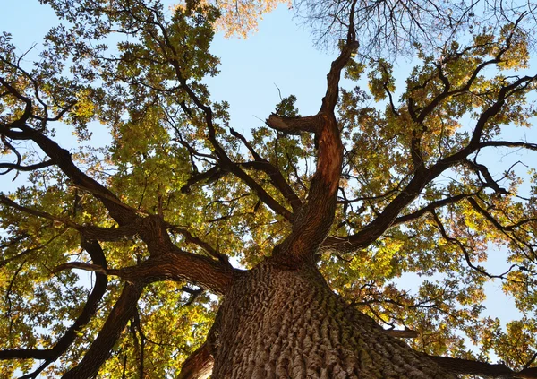 Old oak tree from below.