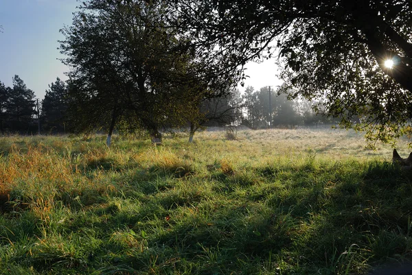 stock image Rural yard in the early morning