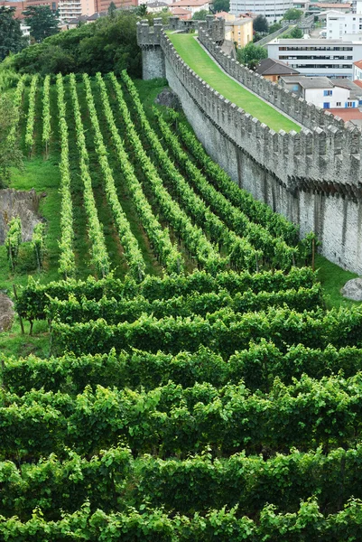 ベリンツォーナの中世の城壁の下でブドウ畑. — ストック写真