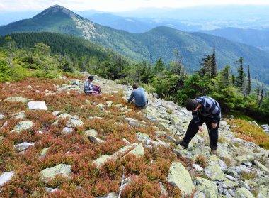 Tourists picking berries in the slope. clipart