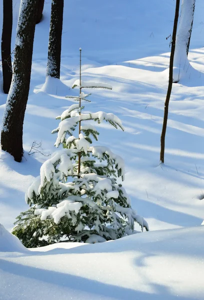 Téli park-kis Hófúvásából lucfenyő. — Stock Fotó