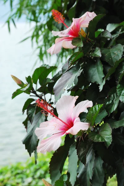 Stock image Flowering shrub of hibiscus