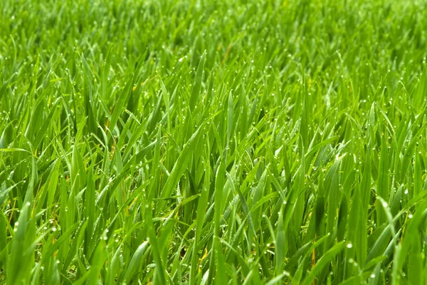 Sabah erken çiy çimenlerin üzerinde — Stok fotoğraf