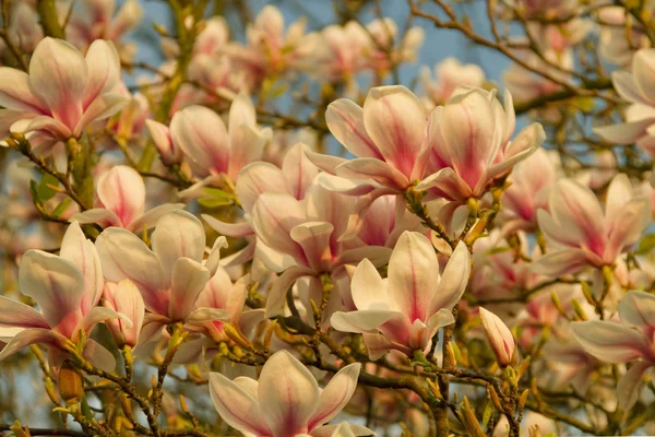 stock image Pink Magnolia