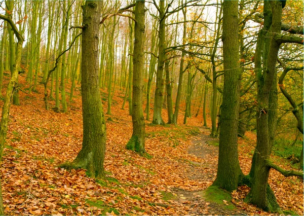 Um pequeno caminho através da floresta — Fotografia de Stock