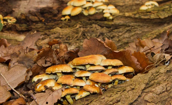Sulphur tuft fungi (hypholoma fasiculare) — Stock Photo, Image