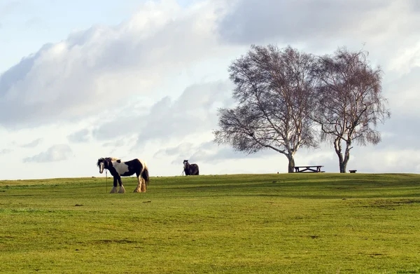 Pferde auf der Heide — Stockfoto