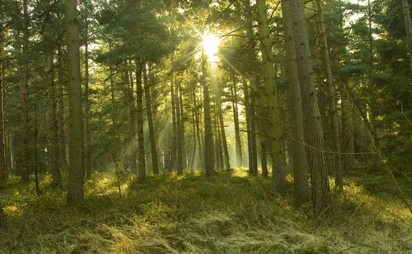 음영 처리 된 나무를 통해 빛나는 태양 — 스톡 사진