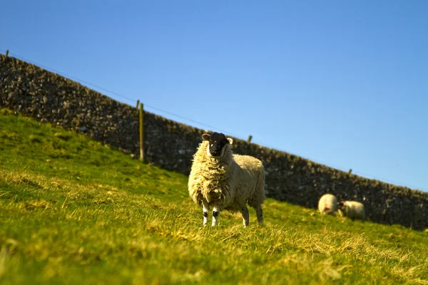Die starrenden Schafe — Stockfoto