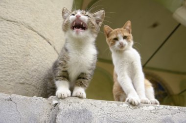 bir adım üzerinde oturan iki yavru kedi