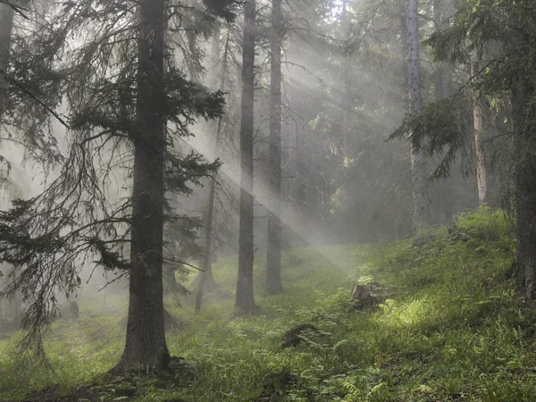 Зачарованный лес — стоковое фото