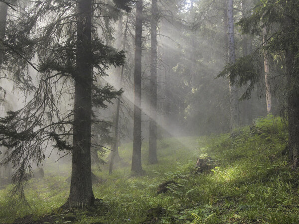 Rays of sun light in a misty forest
