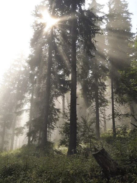 Förtrollade skogen — Stockfoto