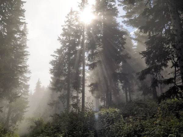 Förtrollade skogen — Stockfoto