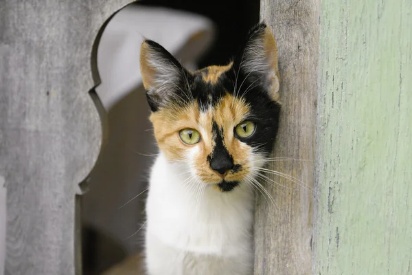 Плямистий кіт дивлячись через паркан — стокове фото