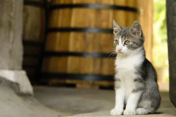 Котенок, сидящий рядом с винной бочкой — стоковое фото