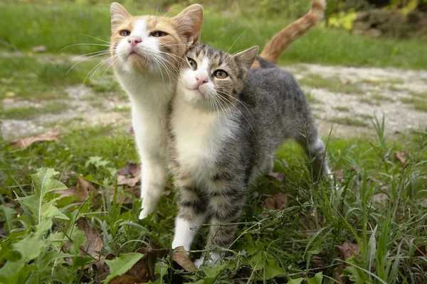 Котята-друзья — стоковое фото