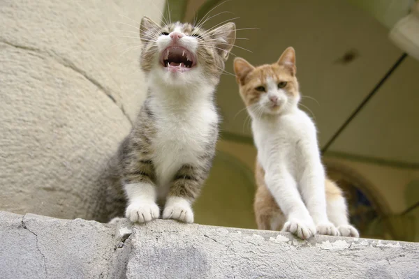 Δύο γατάκια που κάθεται σε ένα βήμα — Φωτογραφία Αρχείου