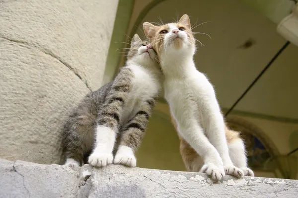 "Στηρίξου πάνω μου "φίλοι γατάκι — Φωτογραφία Αρχείου