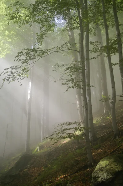 魅惑の森 — ストック写真