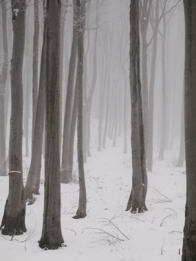 Mystical winter forest clipart