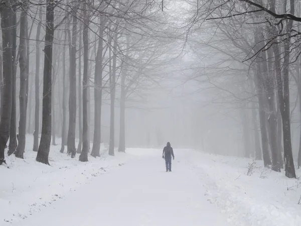 Camminata invernale nebbiosa — Foto Stock