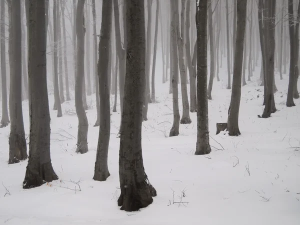 Mystical winter woodland — Stock Photo, Image