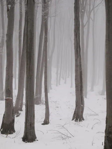 神秘冬季森林 — 图库照片