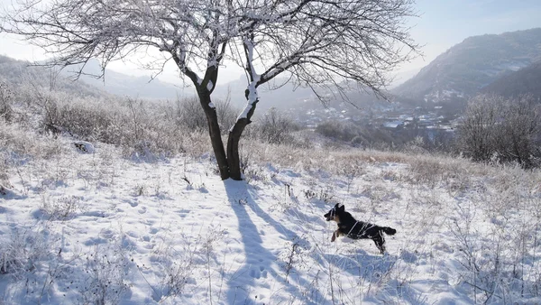 Pequeno cachorro pulando pela neve — Fotografia de Stock