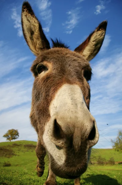 Loveable donkey — Stock Photo, Image