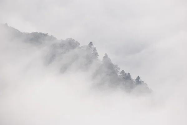 stock image Fog over the forest