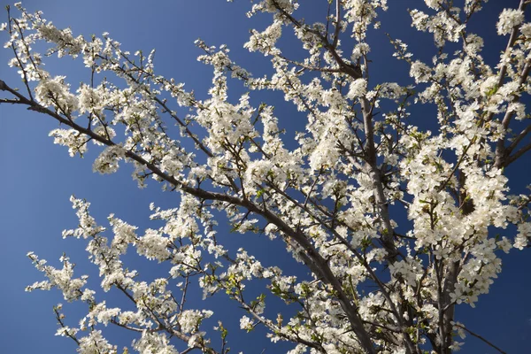 Fehér tavaszi virág — Stock Fotó