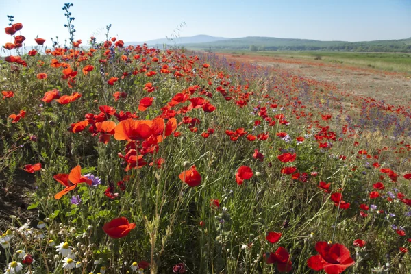 stock image Colorful spring