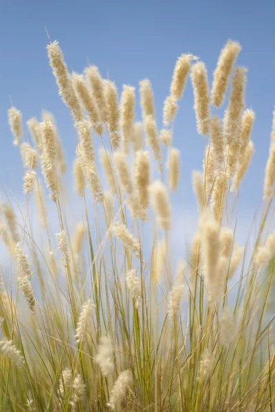 stock image Sunny day