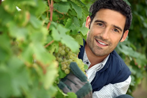 Человек за гроздьями винограда в винограднике — стоковое фото