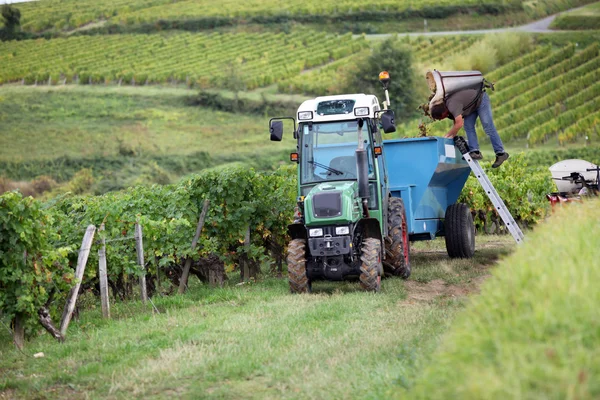 Traktor i vingården — Stockfoto