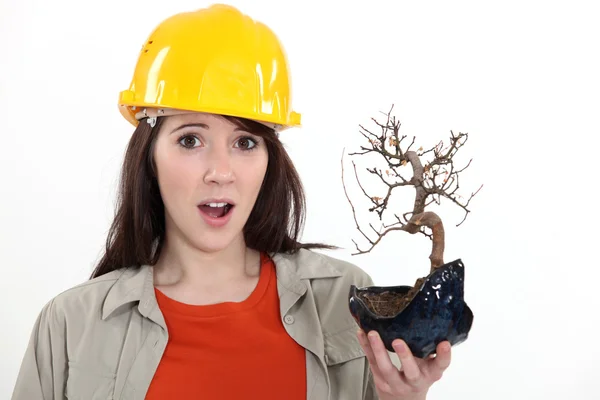 Construction worker holding a dead bonsai — Stock Photo, Image