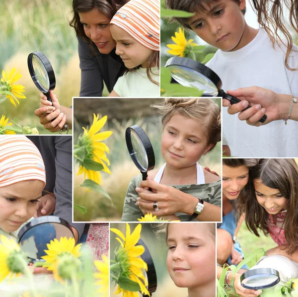 Montage von Kindern, die Sonnenblumen untersuchen — Stockfoto
